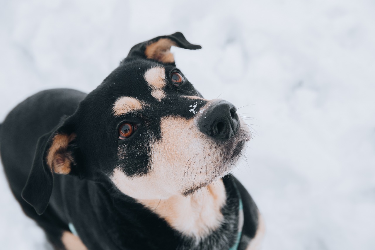 The Best Gear for Traveling with Large Dogs